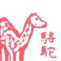 骆驼 camel