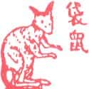 袋鼠 kangaroo