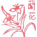 兰花 orchid