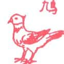 鸠,鸽子 pigeon,dove