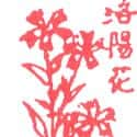 洛阳花 chinese Pink