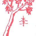 李树 plum tree