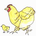 母鸡及鸡仔 chicken and chicks