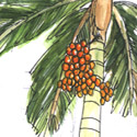 槟榔树 areca nut palm,pinang tree