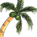 椰树 coconut tree