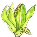 玉蜀黍,玉米 corn,jagung