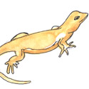 壁虎 lizard,gecko