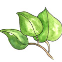 佬叶,栳叶,槟榔叶 betel leaf