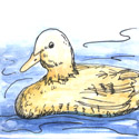 鸭游泳 duck swimming