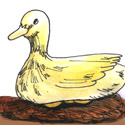 母鸭孵蛋 duck hatching