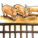 养猪 pig breeding,pannage