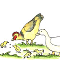 饲养鸡鸭 feeds chickens,feeds ducks 