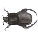 甲虫,独角仙 beetle