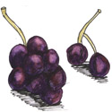 葡萄 grape