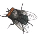 苍蝇 fly,housefly