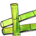甘蔗 cane,sugarcane