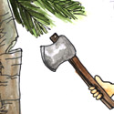 砍椰树 cut coconut trees