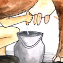 挤牛奶 milk the cows