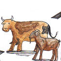 牛羊过路 cow and goat cross the road
