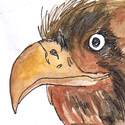 老鹰,鸢 eagle,hawk