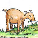 羊吃草 sheep grazing