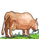 牛吃草 cow grazing