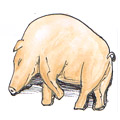 猪生病 pigs sick