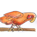 鹦鹉 parrot