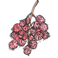 卖红毛丹 selling rambutan