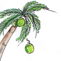 跌椰,椰子掉落 coconut drop