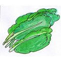青菜,蔬菜 vegetables