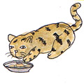 猫吃食物,猫吃东西,猫吃饲料 cat eating