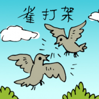 雀打架 birds fighting