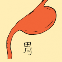 胃 stomach