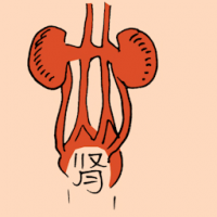 肾 kidney