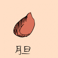 胆 gall bladder