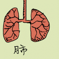 肺 lung