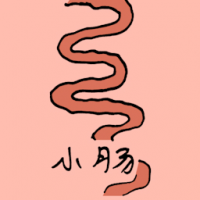 小肠 small intestine