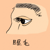 眼毛 eyelashes