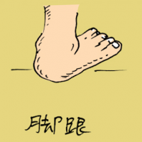 脚跟 heel