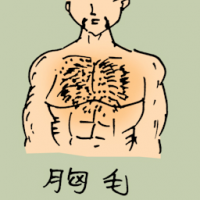 胸毛 chest's hair