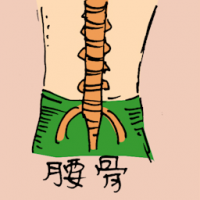 腰骨 backbone
