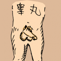 睾丸 testis