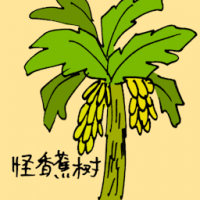 怪蕉树 weird banana tree