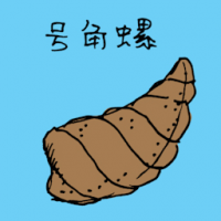 号角螺 spiral shell