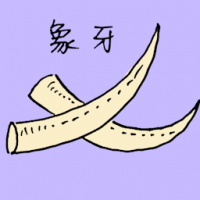象牙 ivory
