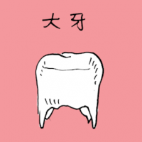 大牙 molar teeth