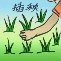 插秧 transplant rice seedlings