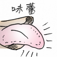 味蕾 taste bud