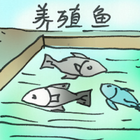 养殖场 farmed fish